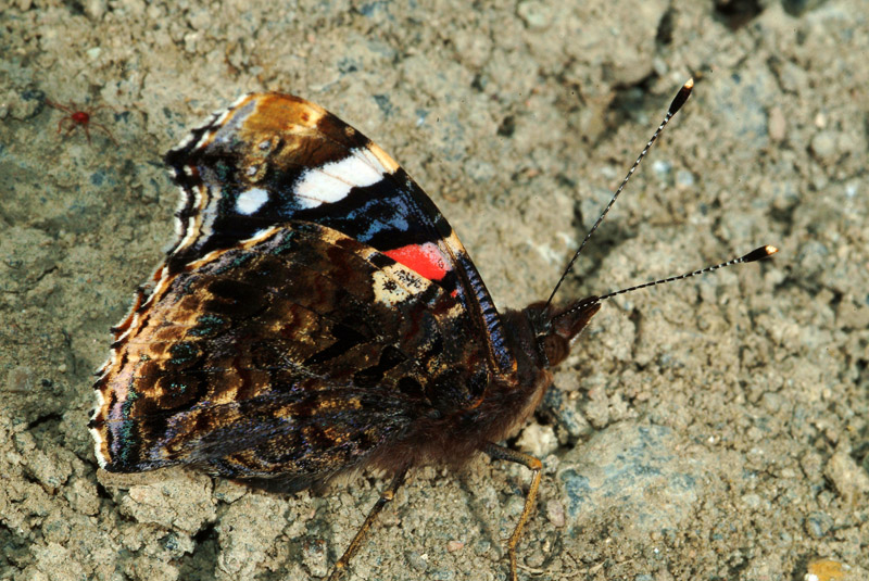 Da determinare 7 - Vanessa atalanta